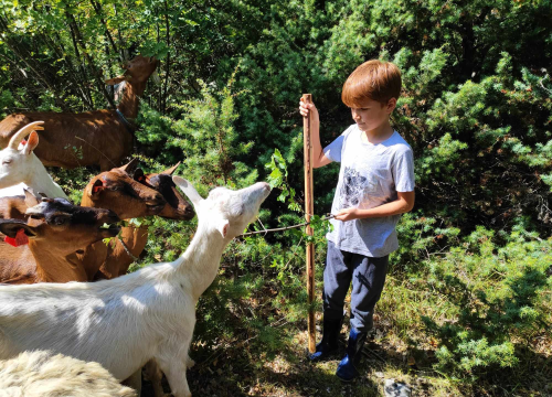 Sve je krenulo s nekoliko ovaca, a danas obitelj Zelenika iz Knina ima pravo životinjsko carstvo