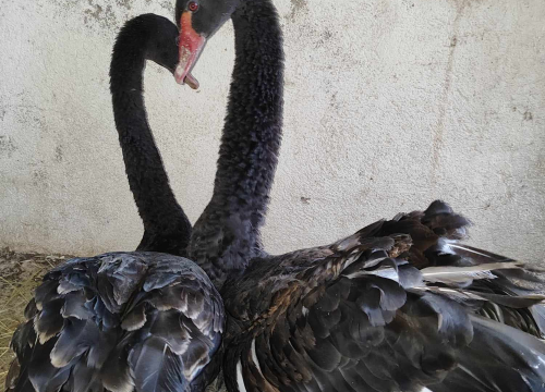 Fotografija 18 - Sve je krenulo s nekoliko ovaca, a danas obitelj Zelenika iz Knina ima pravo životinjsko carstvo