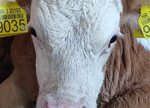 Fotografija 20 - Sve je krenulo s nekoliko ovaca, a danas obitelj Zelenika iz Knina ima pravo životinjsko carstvo