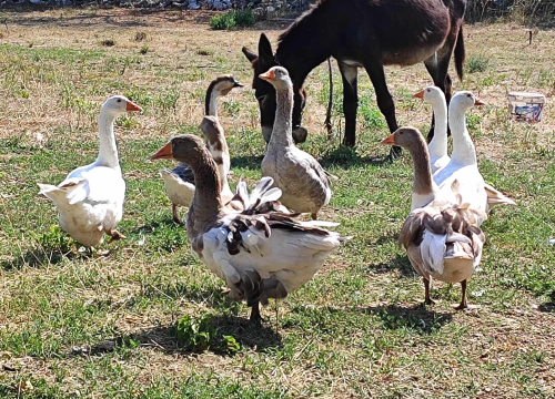 Fotografija 22 - Sve je krenulo s nekoliko ovaca, a danas obitelj Zelenika iz Knina ima pravo životinjsko carstvo