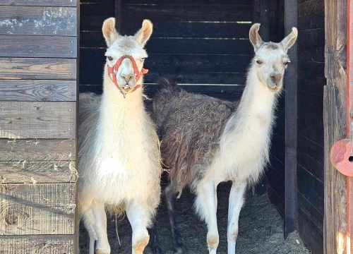 Fotografija 19 - Sve je krenulo s nekoliko ovaca, a danas obitelj Zelenika iz Knina ima pravo životinjsko carstvo