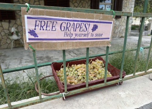 Turisti oduševljeni gestom Vodičana: Besplatno grožđe i žižule na putu do hotela