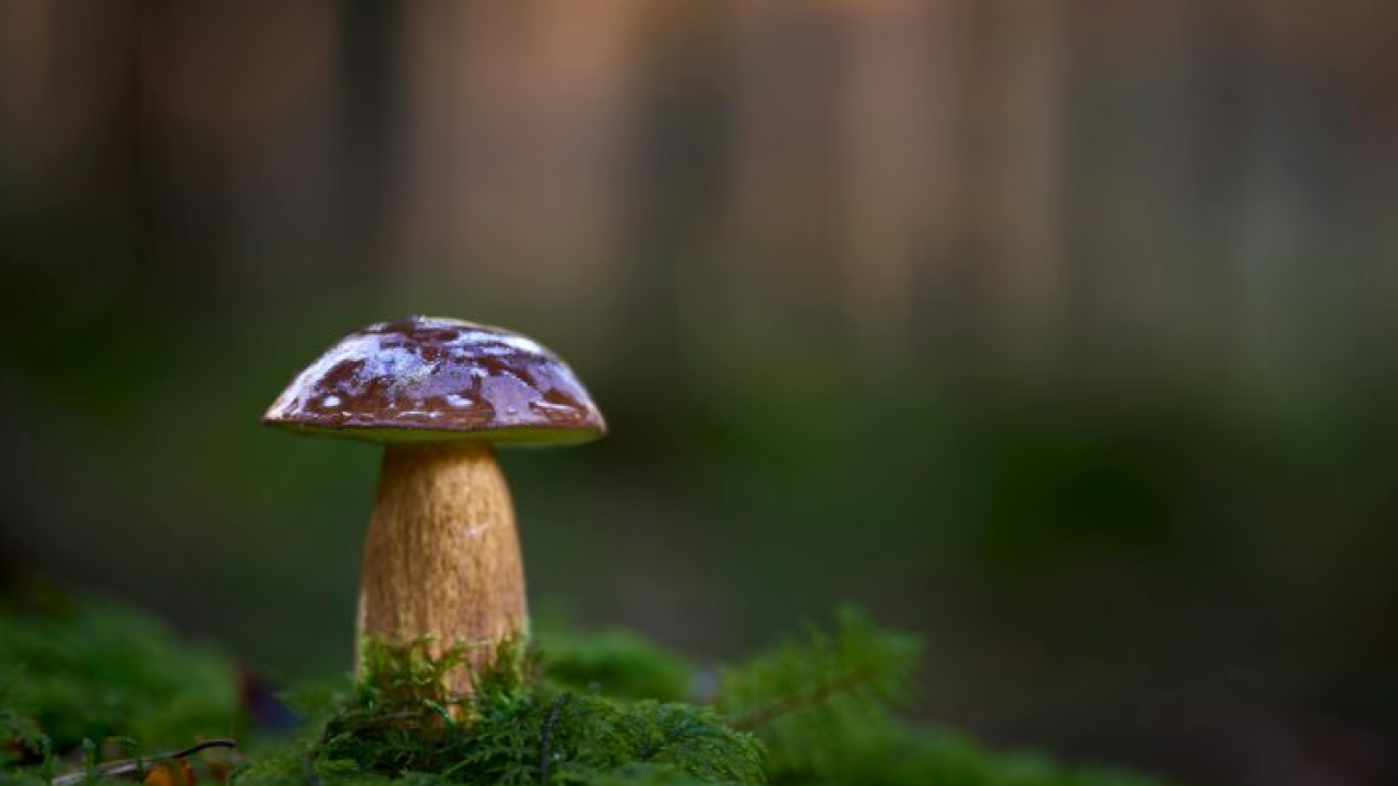 Sezona je gljiva: Šest razloga zašto ih trebate češće jesti