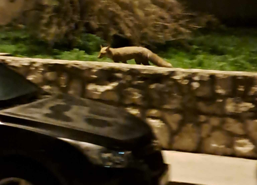 Fotografija 3 - Noćna posjeta: Šibenskim ulicama šeta umiljata lisica