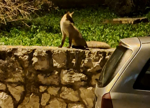 Fotografija 4 - Noćna posjeta: Šibenskim ulicama šeta umiljata lisica