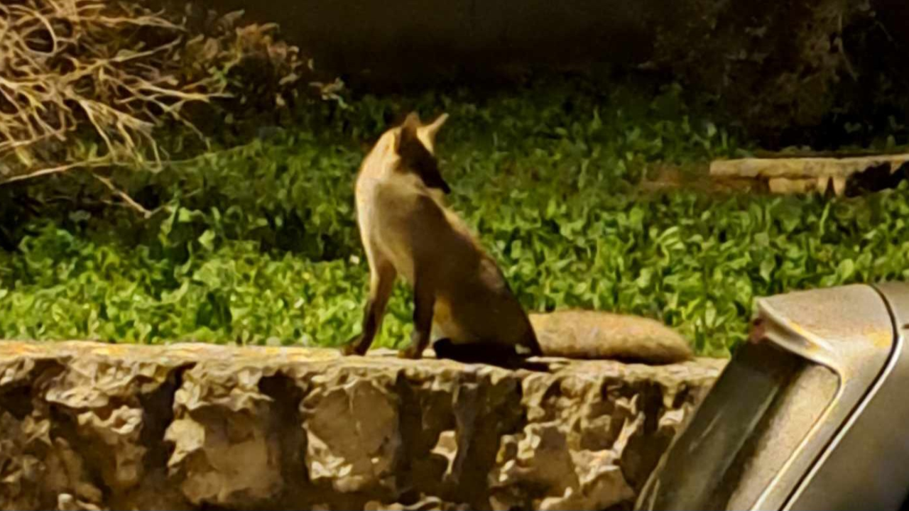 Noćna posjeta: Šibenskim ulicama šeta umiljata lisica