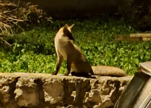 Noćna posjeta: Šibenskim ulicama šeta umiljata lisica