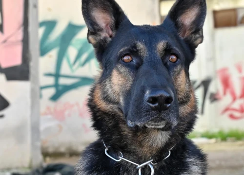 Fotografija 4 - Marko Čogelja savjetuje kako dobro odgojiti psa