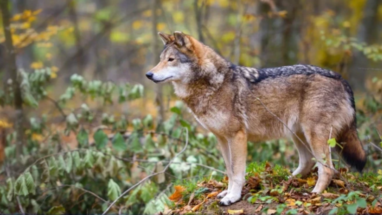 U Skradinu održana radionica o projektu Life Wild Wolf