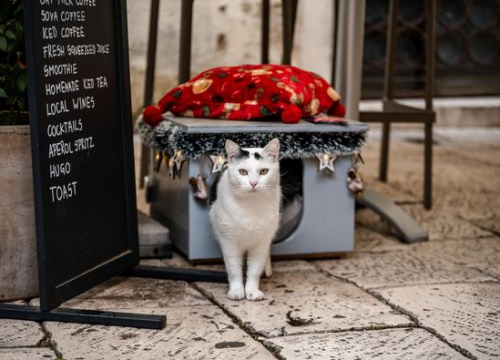 Mačke imaju golem utjecaj na fizičko i mentalno zdravlje svojih vlasnika