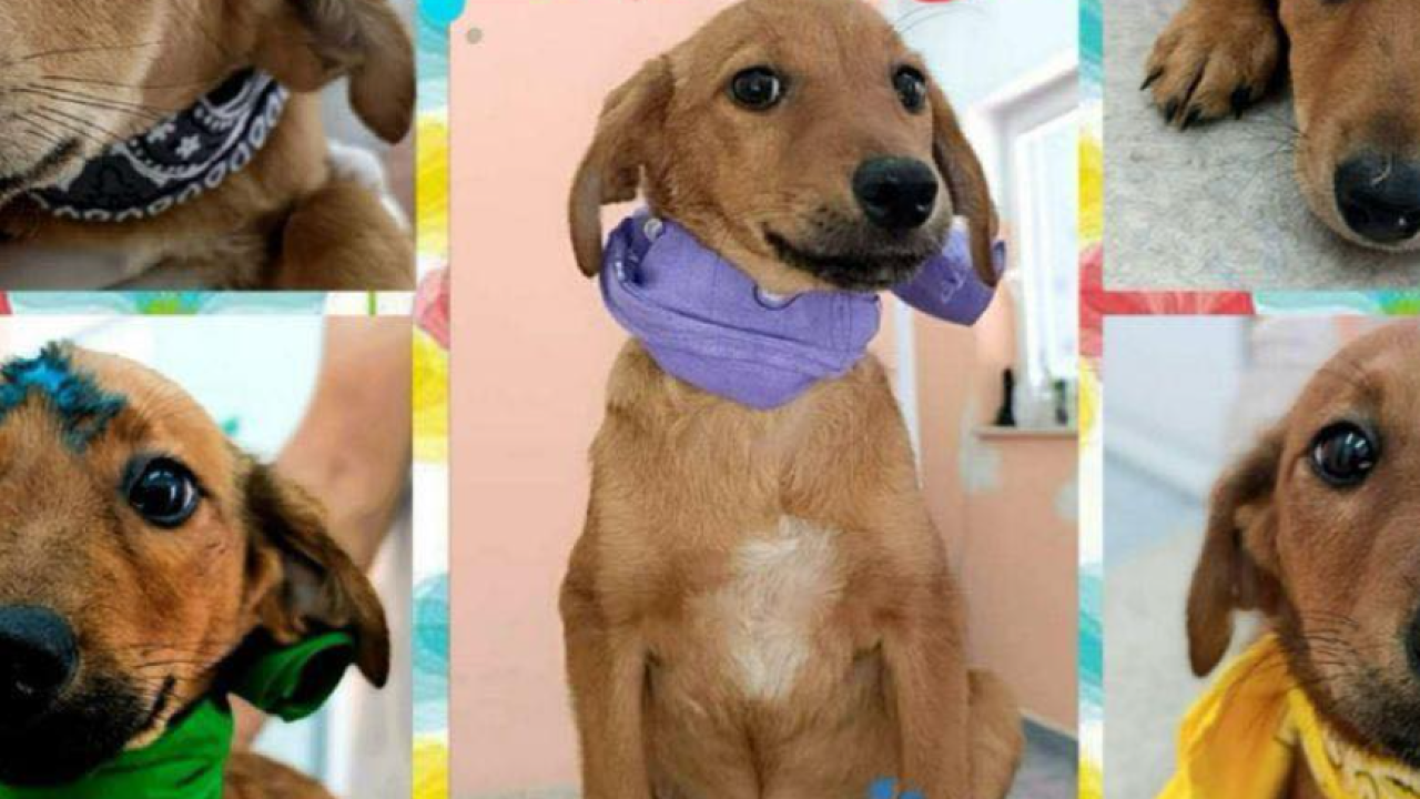 Spice leglo: Osam štenaca iz Šibenika traži svoj zauvijek dom