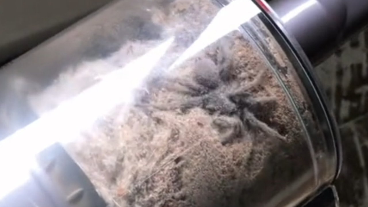 Kad je vidjela što je usisala, tri dana nije spavala u sobi