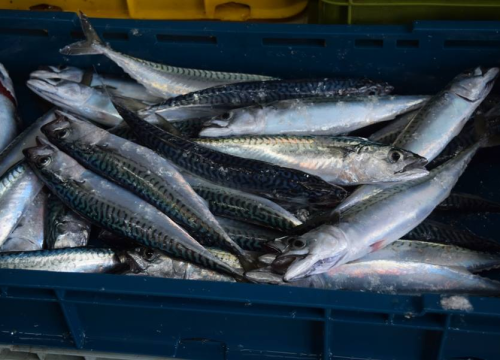 Nije svaka vrsta ribe dobra za zdravlje, ove dvije nutricionisti izbjegavaju