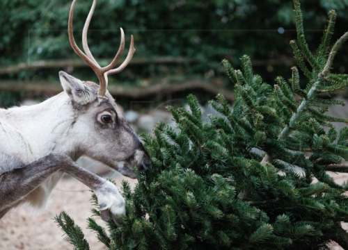 Neprodana božićna drvca na meniju životinja u berlinskom zoološkom vrtu