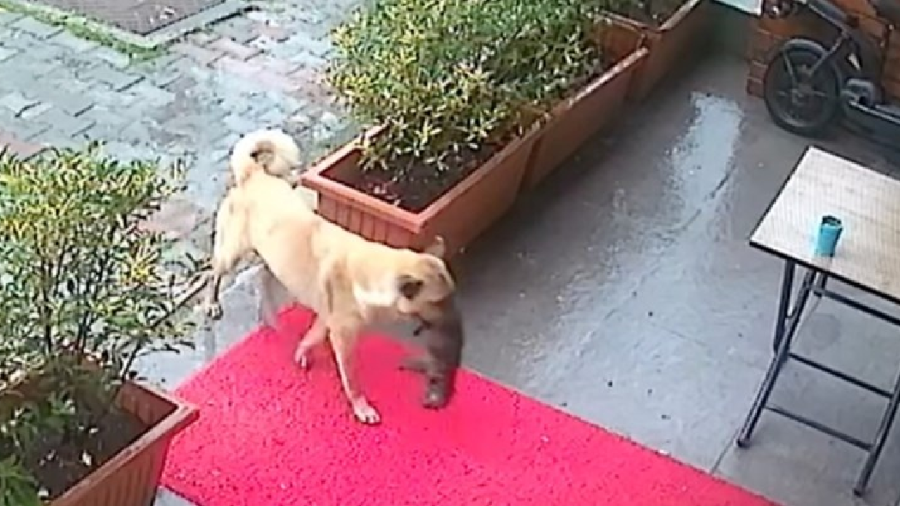 Nevjerojatno: Kujica donijela bolesno štene pred vrata veterinarske klinike