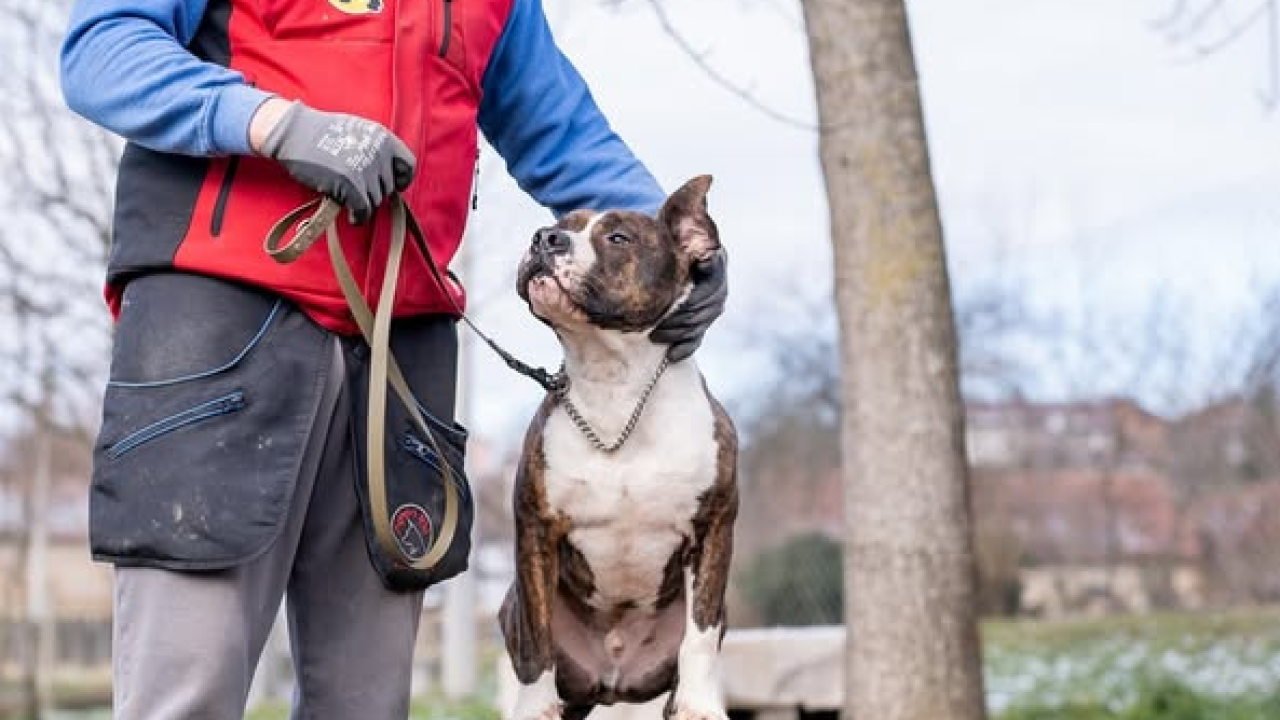 Žac i Oskar predivni su psi, a uz vašu pomoć budućnost im može biti svijetlija
