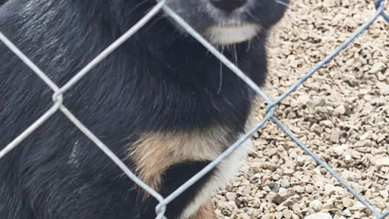 Maleni štenci stari samo dva mjeseca traže udomitelje