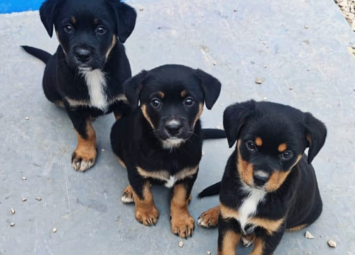 Fotografija 5 - Maleni štenci stari samo dva mjeseca traže udomitelje