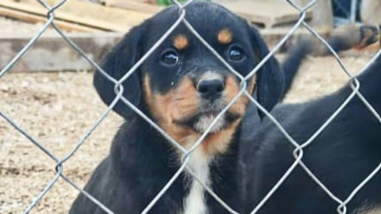 Maleni štenci stari samo dva mjeseca traže udomitelje