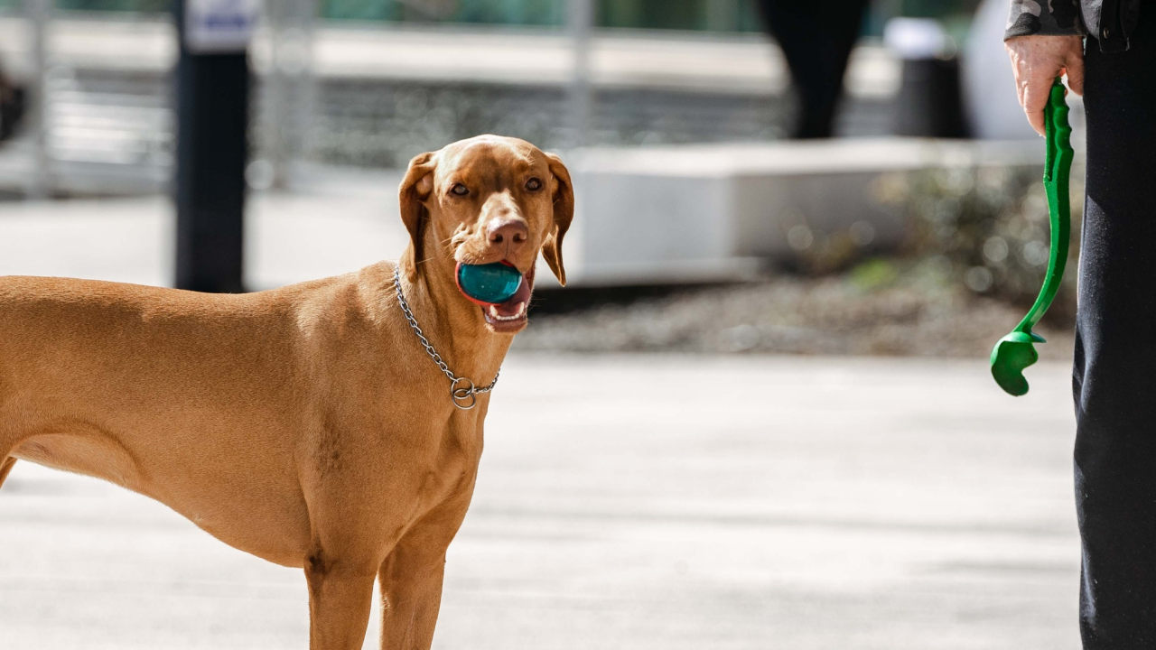 Pas ušao na autocestu kod Lučkog
