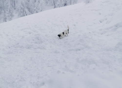 Fotografija 9 - Od odbačenog šteneta do potražnog psa