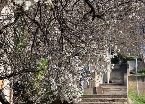 Fotografija 2 - Postavljaju nove rekorde: Bademi u punom cvatu, a zima tek na pola puta