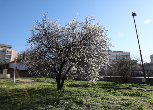 Fotografija 3 - Postavljaju nove rekorde: Bademi u punom cvatu, a zima tek na pola puta