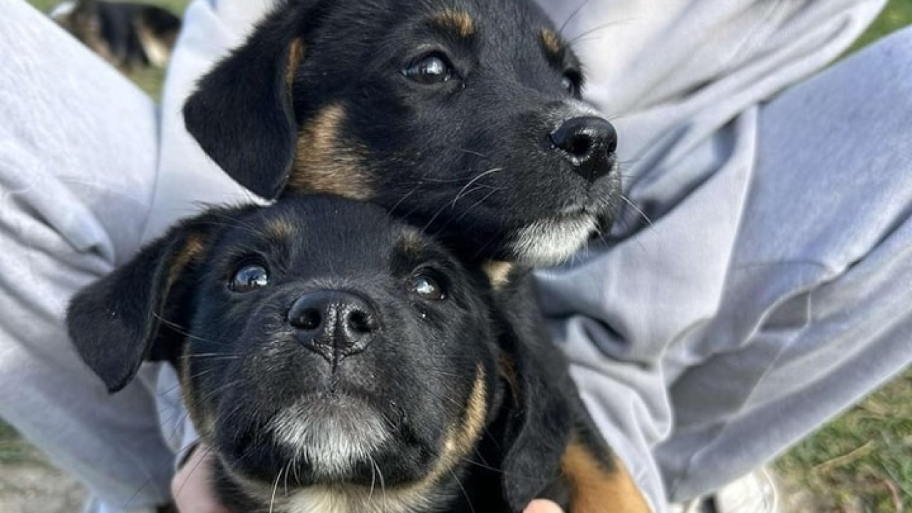 Spremni za nove avanture: Zdravi i veseli štenci čekaju priliku da postanu dio nečije obitelji