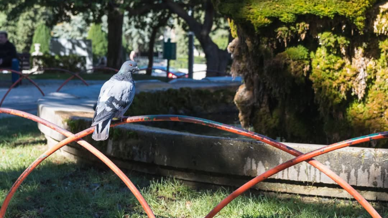 Šibenska atrakcija: Živa fontana kod Gospe vanka grada rijetkost i u svijetu