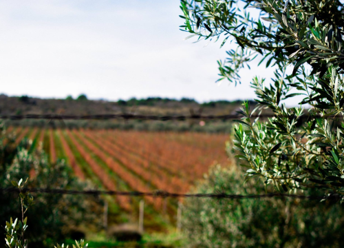 Raspisan je natječaj za financiranje mladih poljoprivrednika