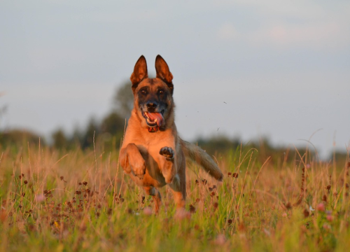 Znanstvenici otkrili koji psi su najinteligentniji, prvo mjesto će vas iznenaditi