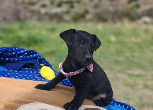 Fotografija 4 - Preslatki štenci iz Šibenskih šapa traže zauvijek dom