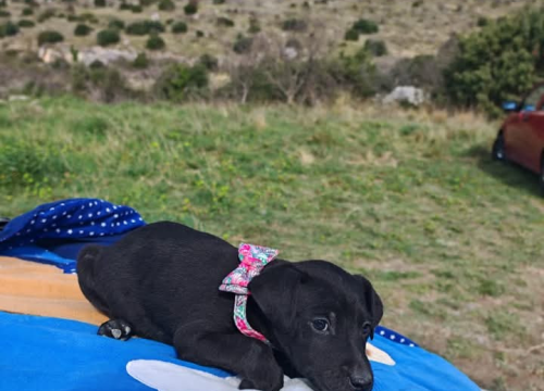 Fotografija 2 - Preslatki štenci iz Šibenskih šapa traže zauvijek dom