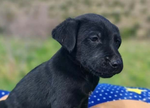 Fotografija 1 - Preslatki štenci iz Šibenskih šapa traže zauvijek dom