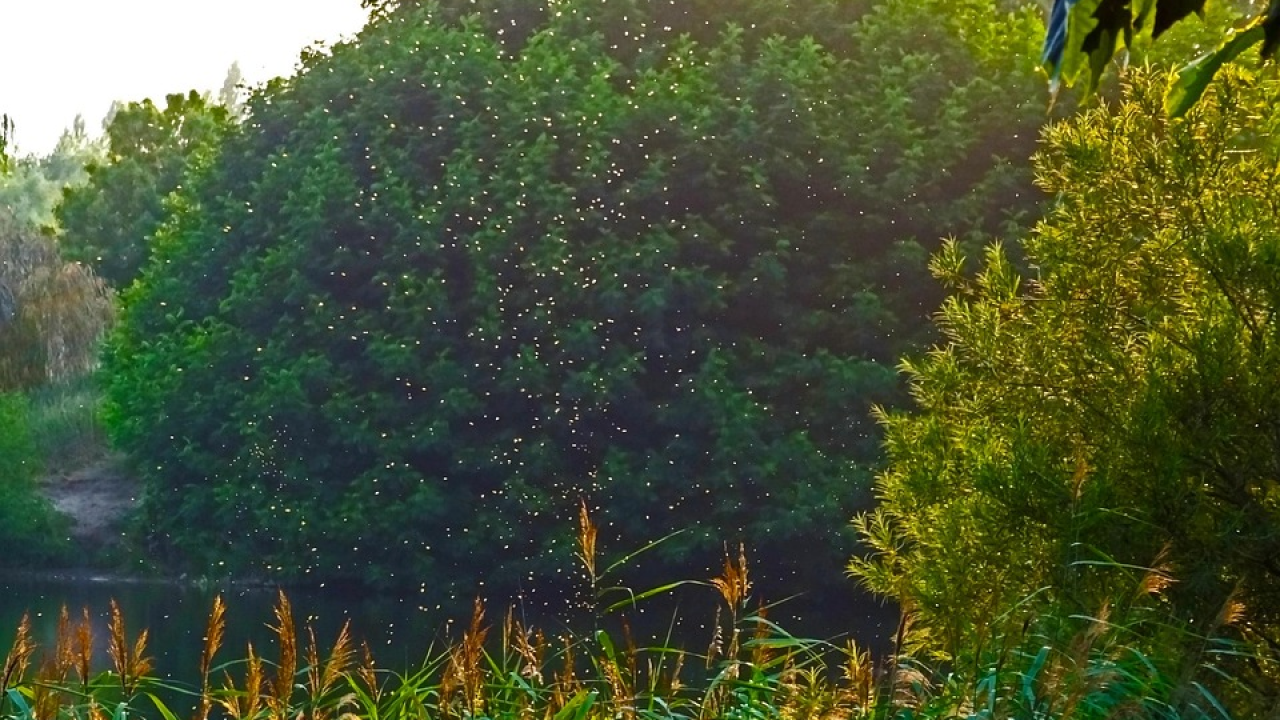 Mještani jednog filipinskog sela dobiju novac ako ulove ove životinje