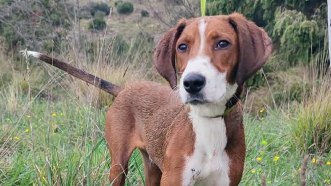 Pelle iz Šibenskih šapa traži obitelj: Udomite ovog veselog istraživača