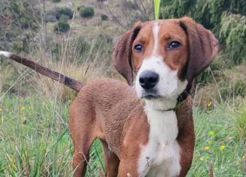 Pelle iz Šibenskih šapa traži obitelj: Udomite ovog veselog istraživača