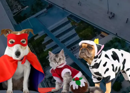 Karneval kućnih ljubimaca otkazan zbog kiše