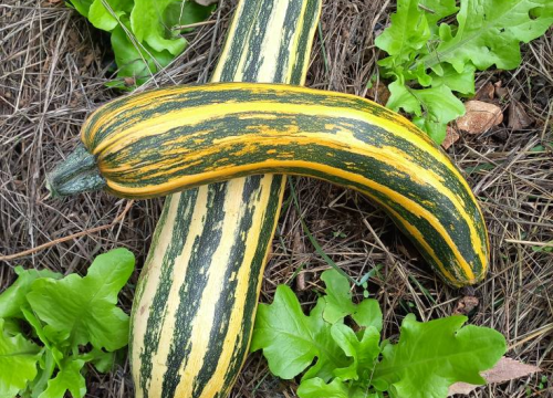 Fotografija 10 - Antonija je ekonomiju zamijenila prirodom