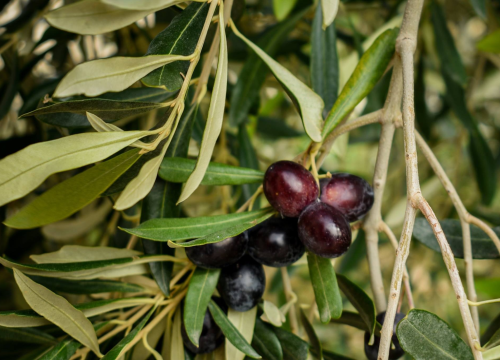 Fešta od okusa: Dani maslinovih ulja zaleđa Šibensko-kninske županije