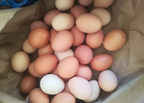 Fotografija 1 - 'Halo Jaja': Od koka do vaše kuhinje u najkraćem mogućem roku!