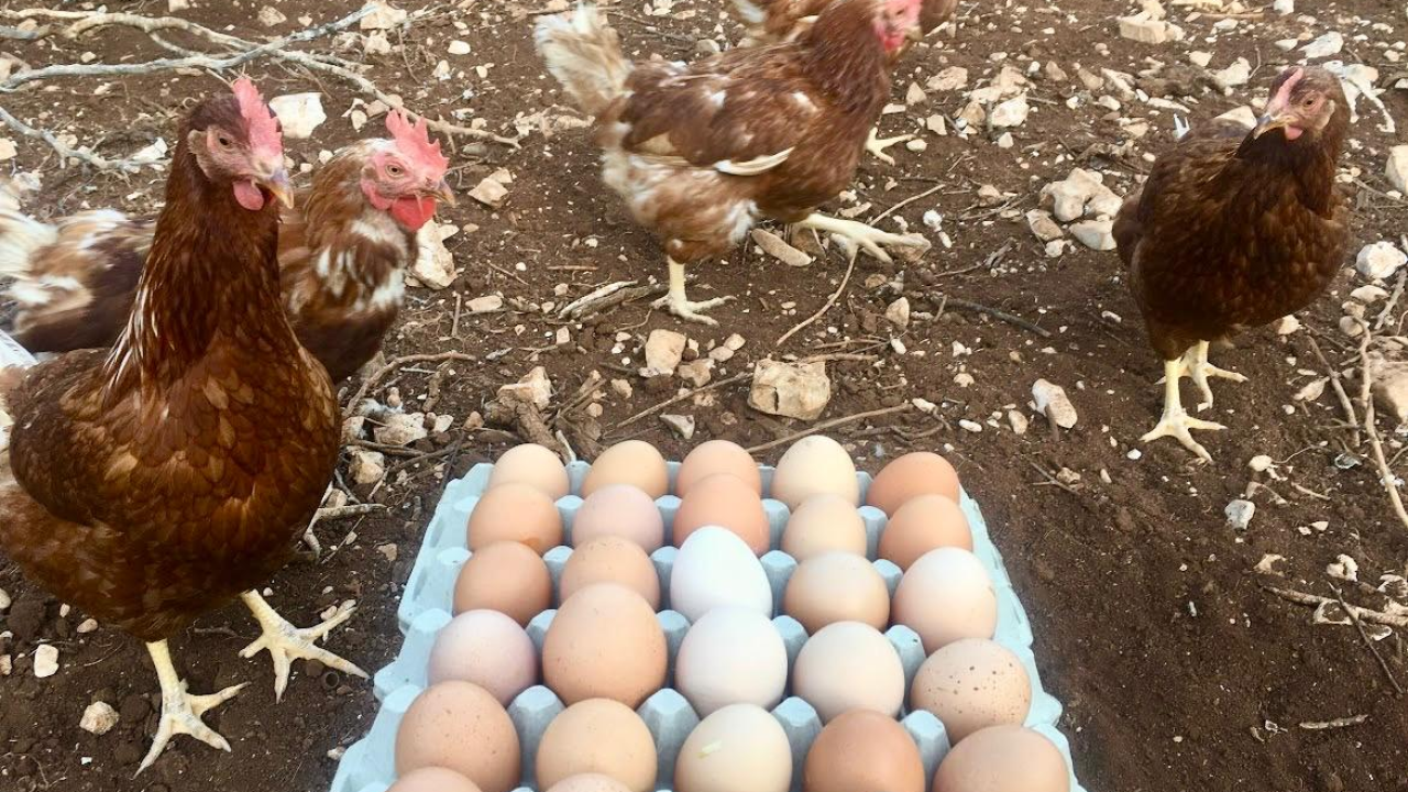 'Halo Jaja': Od koka do vaše kuhinje u najkraćem mogućem roku!