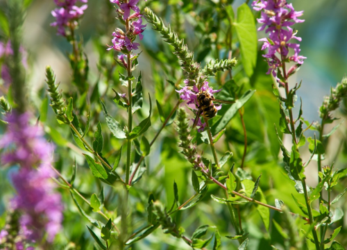 'Susret s lokalnim stanovništvom': Pčelari s područja rijeke Krke saznat će sve o uzgoju pčelinjih matica