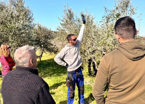 Fotografija 1 - Velik broj maslinara okupio se u Pirovcu na radionici rezidbe maslina