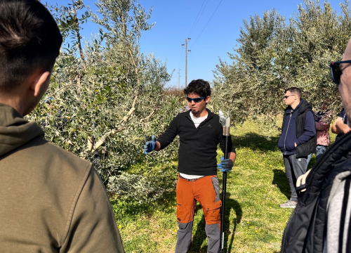 Fotografija 6 - Velik broj maslinara okupio se u Pirovcu na radionici rezidbe maslina