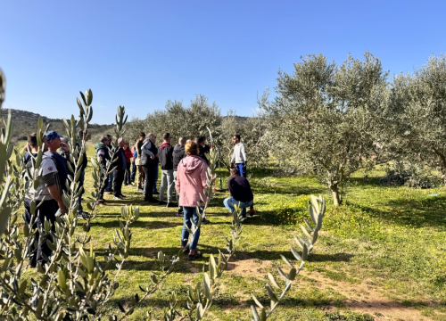 Velik broj maslinara okupio se u Pirovcu na radionici rezidbe maslina uz stručnjake iz Zadra