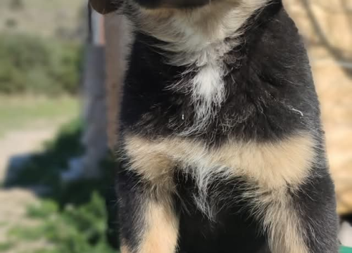 Fotografija 5 - Preslatki Rayder iz Šibenskih šapa traži dom