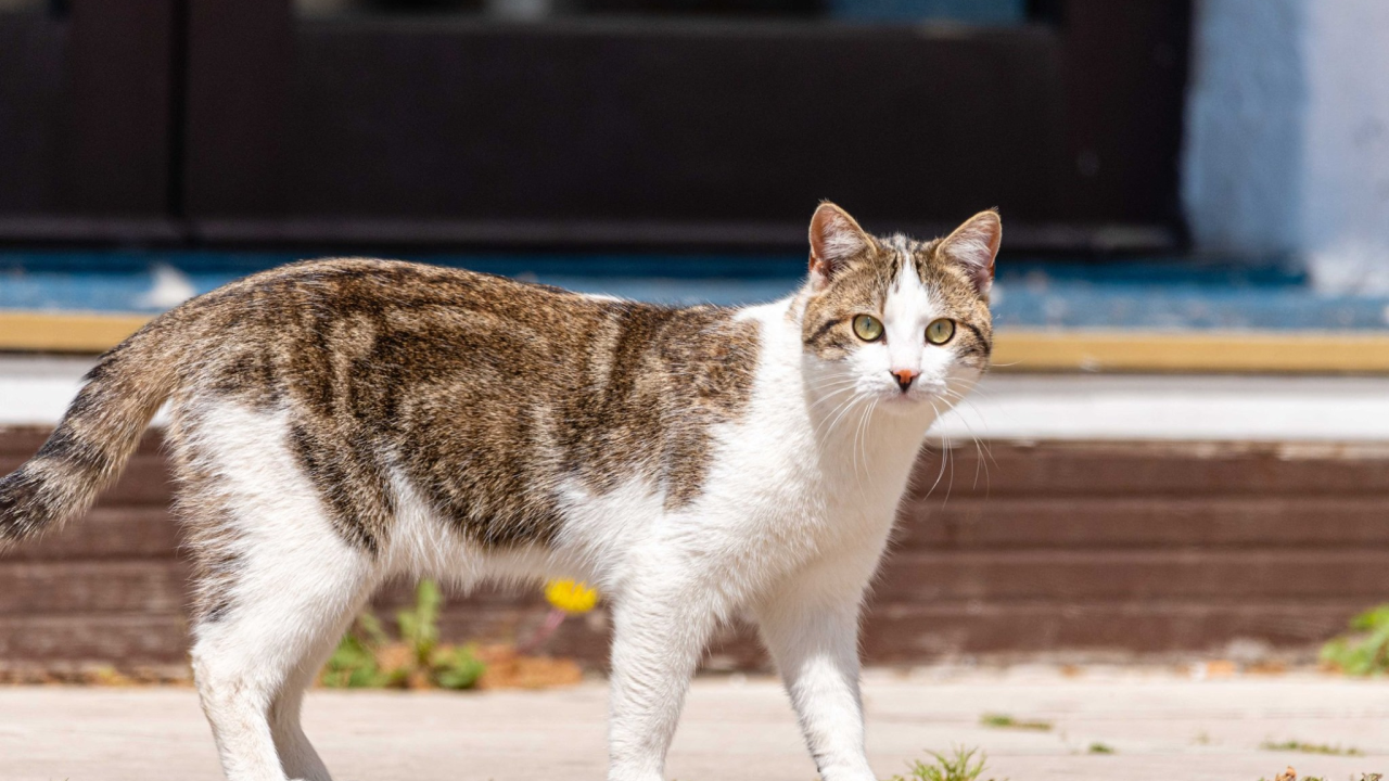Nakon pasa, u pripremi i obvezno mikročipiranje mačaka