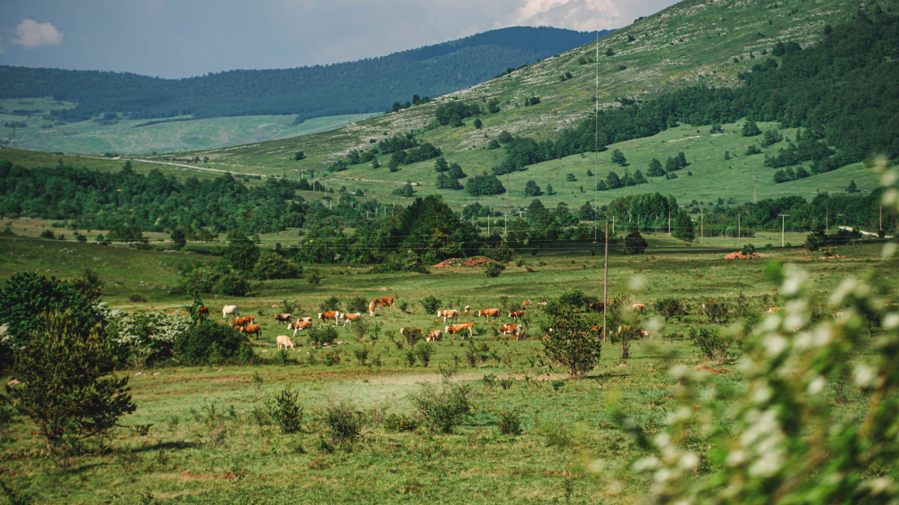 Stočar Roko iz Drniša iz ledene vode spasio malog telića
