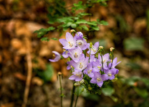 Fotografija 9 - FOTO: Dočekajte proljeće u Nacionalnom parku „Krka“ po cijeni ulaznice od 7 eura